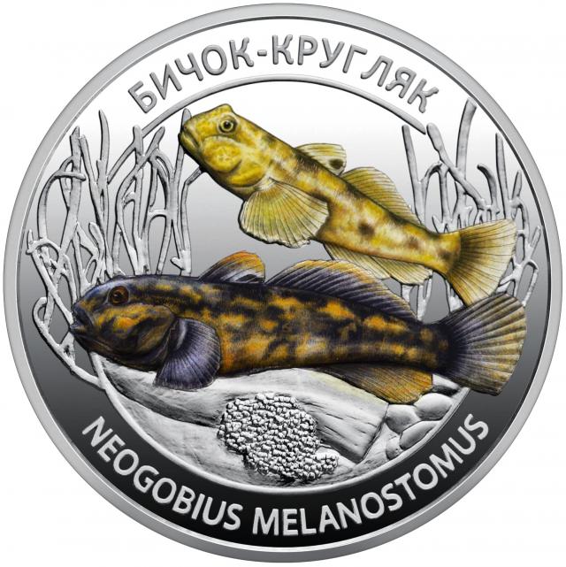 Бичок-кругляк. 5 гривень 2025 г.