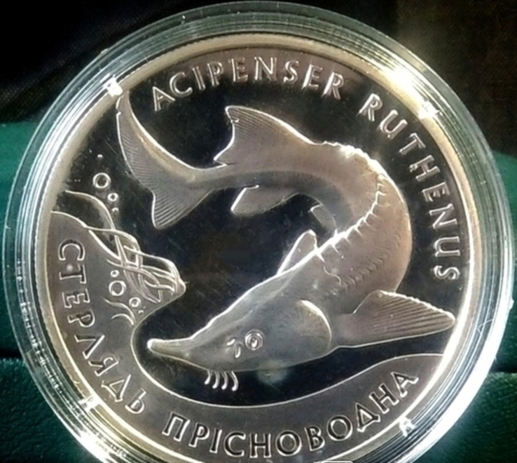 Стерлядь пресноводная. 10 гривен 2012. Серебро